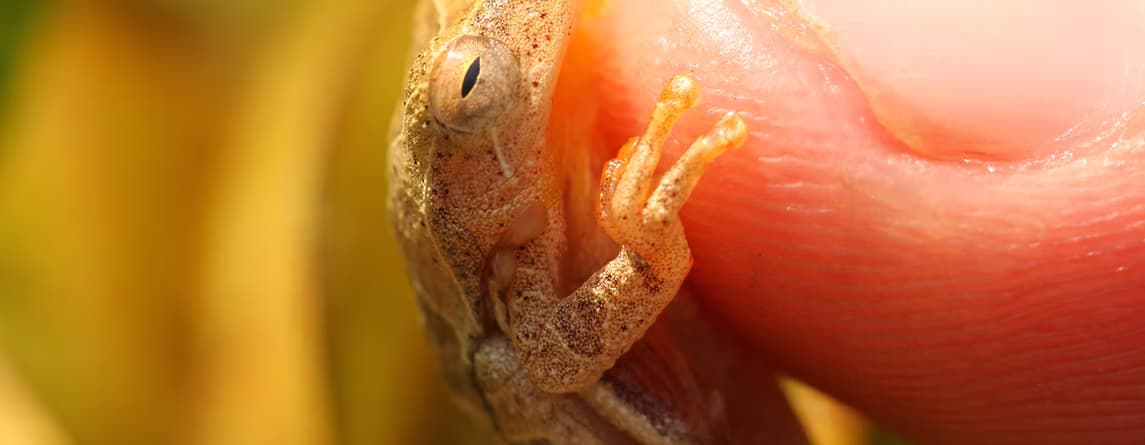 Imersão na natureza de onde estiver